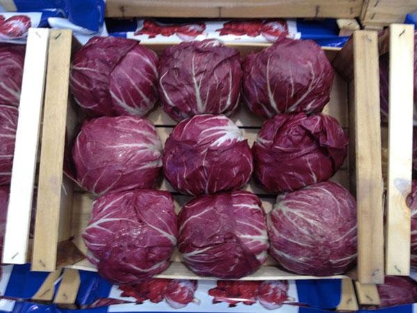 Radicchio tondo