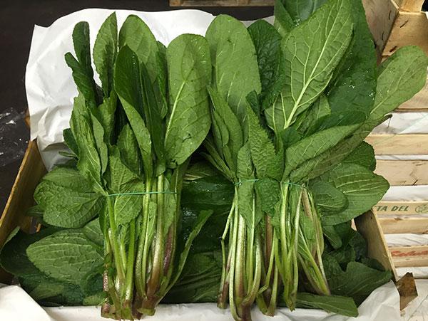 Borragine riviera ligure