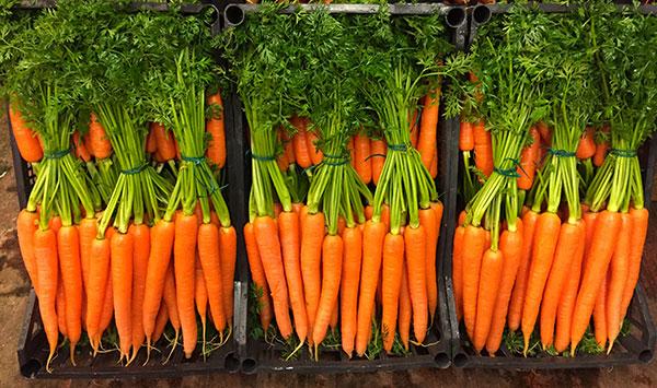 Carote ciuffo naturali