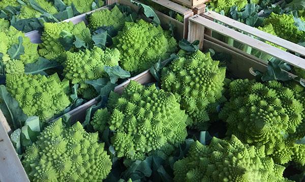 Cavolfiore romanesco