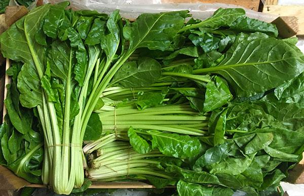 Erbette riviera ligure