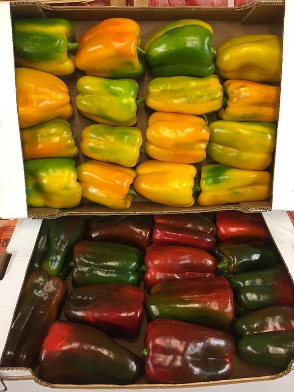 Peperoni rossi e gialli