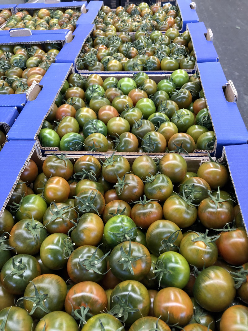 Pomodoro Camone Sardo