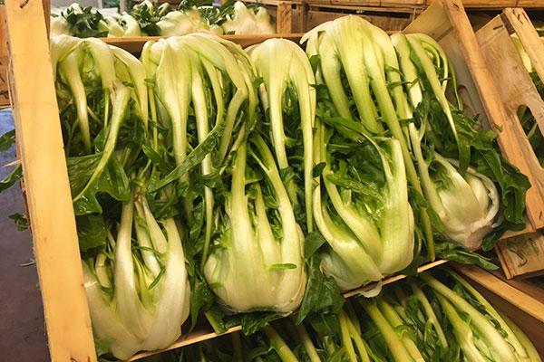 Puntarelle